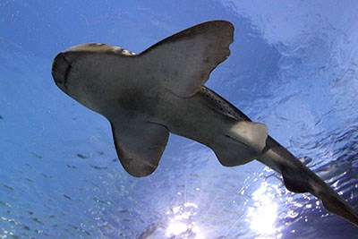 Australia Prevents Sharks Attacks with Twitter