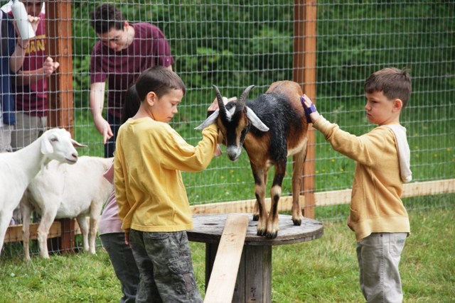 10,000 Likes Gets URJ Camp Kalsman a Baby Goat